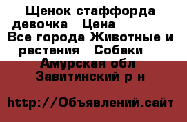 Щенок стаффорда девочка › Цена ­ 20 000 - Все города Животные и растения » Собаки   . Амурская обл.,Завитинский р-н